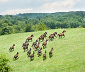 HOR 01 MB0370 01
Herd Of Yearling Thoroughbred Horses Galloping Across Hillside