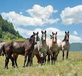 HOR 01 MB0371 01
Herd Of Yearling Quarter Horses Standing In Prairie
