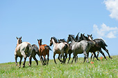 HOR 01 MB0372 01
Herd Of Yearling Quarter Horses Galloping Through Prairie