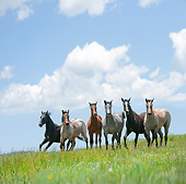 HOR 01 MB0373 01
Herd Of Yearling Quarter Horses Galloping Through Prairie