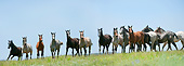 HOR 01 MB0374 01
Herd Of Yearling Quarter Horses Standing In Prairie