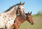 HOR 01 MB0375 01
Close-Up Of Two Tiger Horses Standing In Field