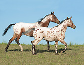 HOR 01 MB0376 01
Two Tiger Horses Walking Through Field