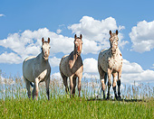 HOR 01 MB0377 01
Three Tiger Horses Standing In Tall Grass