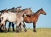 HOR 01 MB0378 01
Herd Of Tiger Horses Standing In Field