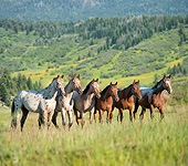 HOR 01 MB0379 01
Herd Of Tiger Horses Standing On Grassy Hillside