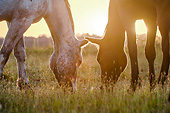 HOR 01 MB0380 01
Close-Up Of Two Tiger Horses Grazing In Meadow At Sunset