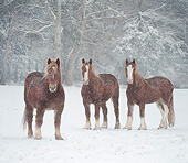 HOR 01 MB0381 01
Belgian And Shire Draft Horses Standing In Snow Storm