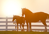 HOR 01 MB0382 01
Silhouette Of Shire Draft Horse Mare And Foal Standing By Fence In Pasture