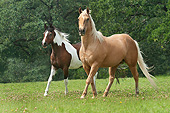 HOR 01 MB0383 01
Quarter Horse Gelding And Pinto National Show Horse Mare Walking Through Field