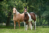 HOR 01 MB0384 01
Quarter Horse Gelding And Pinto National Show Horse Mare Standing In Pasture