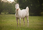 HOR 01 MB0386 01
Cremello Stallion Standing In Field