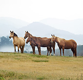 HOR 01 MB0393 01
Herd Of Horses Standing On Ridge With Mountains In Background