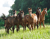 HOR 01 MB0395 01
Herd Of Thoroughbred Horse Yearlings Standing In Tall Grass