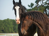 HOR 01 MB0396 01
Close-Up Of Two Shire Draft Horse Yearlings Nuzzling In Pasture