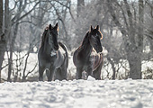 HOR 01 MB0397 01
Two Gray Horses Standing In Snow