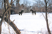 HOR 01 MB0398 01
Two Friesian Horses Standing In Snow With Breath Steaming From Nostrils