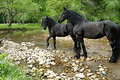 HOR 01 MB0400 01
Two Friesian Mares Standing In Shallow Stream