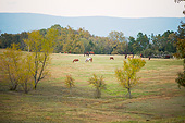 HOR 01 MB0402 01
Horses Grazing In Grassy Hills At Proud Spirit Horse Sanctuary, Arkansas