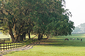 HOR 01 MB0406 01
Scenic Thoroughbred Horse Farm