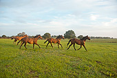 HOR 01 MB0407 01
Group Of Thoroughbred Yearlings Playing In Open Paddock