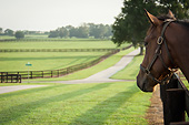 HOR 01 MB0408 01
Close-Up Of Horse At Thoroughbred Horse Farm In Ocala, Florida