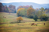 HOR 01 MB0409 01
Horses Grazing At Proud Spirit Horse Sanctuary, Arkansas