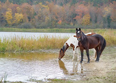 HOR 01 MB0410 01
Two Horses Drinking From Pond At Proud Spirit Horse Sanctuary, Arkansas