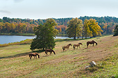 HOR 01 MB0411 01
Horses Grazing On Hillside At Proud Spirit Horse Sanctuary, Arkansas