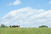 HOR 01 MB0412 01
Group Of Horses Standing In Grass At Shamrock Farms In Woodbine, Maryland
