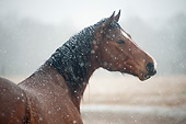 HOR 01 MB0413 01
Portrait Of Mare In Snow Storm