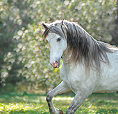 HOR 01 MB0414 01
Portrait Of Andalusian Stallion