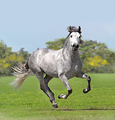 HOR 01 MB0415 01
Andalusian Stallion Galloping On Grass