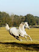 HOR 01 MB0416 01
Thoroughbred Stallion Galloping Through Pasture