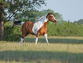 HOR 01 MB0417 01
American Paint Quarter Horse Stallion Standing In Field