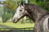HOR 01 MB0418 01
Head Shot Of Thoroughbred Stallion In Pasture