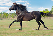 HOR 01 MB0420 01
Black Andalusian Stallion Cantering Through Pasture