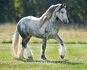 HOR 01 MB0421 01
Drum Horse Stallion Trotting Through Pasture