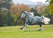 HOR 01 MB0422 01
Drum Horse Stallion Galloping Through Pasture