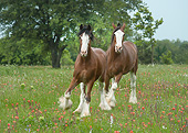 HOR 01 MB0423 01
Two Clydesdale Draft Horse Geldings Trotting Through Wildflowers