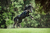 HOR 01 MB0425 01
Gypsy Vanner Stallion Rearing In Field