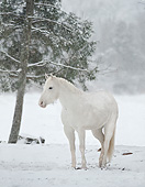 HOR 01 MB0427 01
White Horse Standing In Snow