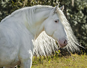 HOR 01 MB0428 01
Portrait Of American White Draft Stallion Standing In Field