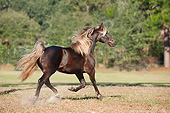HOR 01 MB0429 01
Missouri Fox Trotter Stallion Cantering Through Pasture