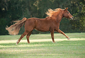 HOR 01 MB0430 01
Elderly Arabian Horse Running Through Field