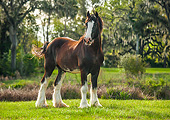 HOR 01 MB0431 01
Clydesdale Draft Horse Stallion Standing In Field