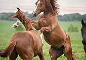 HOR 01 MB0432 01
Close-Up Of Two Hanoverian Warmbloods Fighting In Field