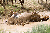 HOR 01 RD0001 01
Mustang Stallion Rolling In Muddy Water