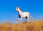 HOR 01 RK0101 02
Gray Arabian Horse Trotting On Dry Grass Blue Sky