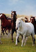 HOR 01 RK0115 02
A Herd Of Horses Galloping On Grass Towards Camera